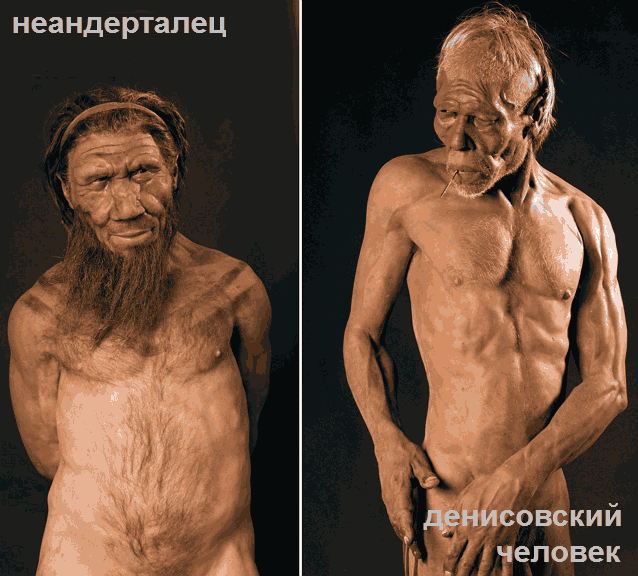 предполагаемый облик неандертальца и денисовца