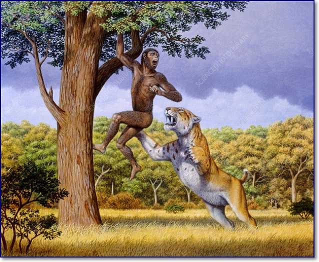 scimitar cat attacking a hominid 2