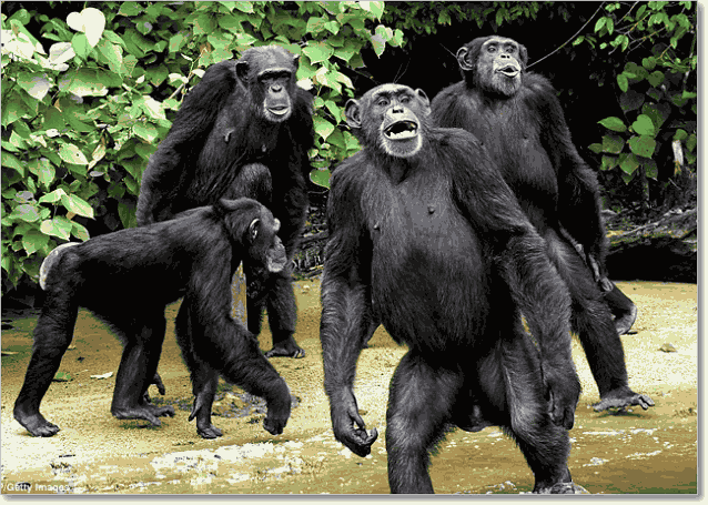 прямостояние у шимпанзе