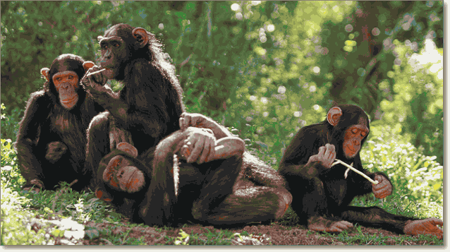 шимпанзе семья