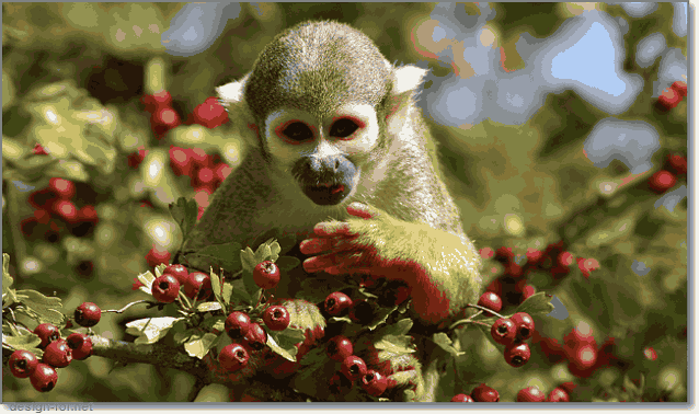 стереоскопическое цветное зрение обезьян