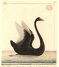 Черный лебедь (примерно 1792 г., автор неизвестен), изображение из коллекции Музея естественной истории, Лондон