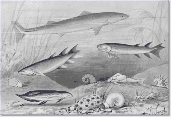 Devonian fishes