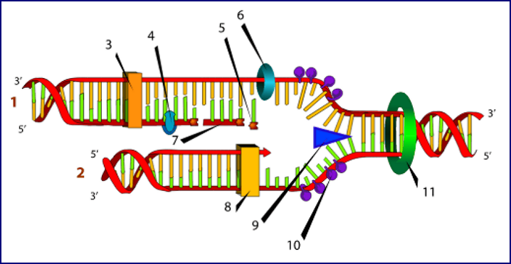 Схематическое изображение процесса репликации ДНК