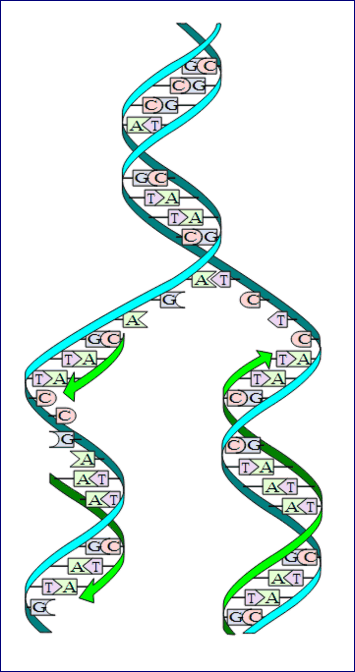 Процесс репликации: раскручивание двойной спирали ДНК