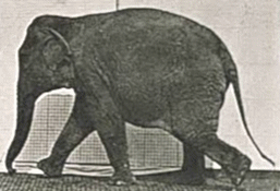 animated elephant walking