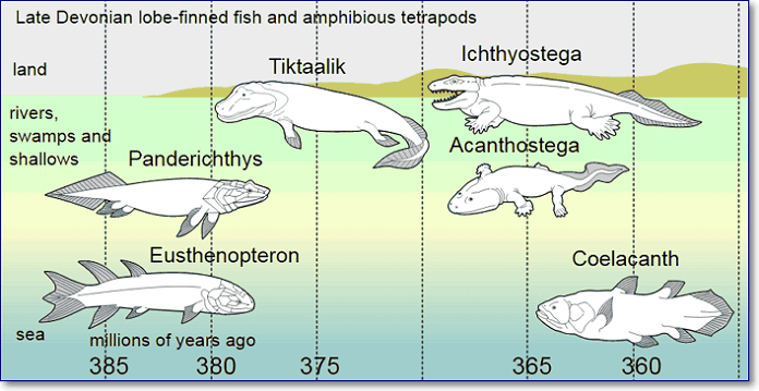 a sequence of adaptations fishapods