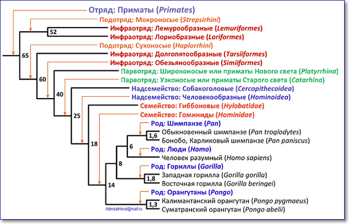 Филогенетическое дерево гоминид и его положение в филогенетическом дереве приматов