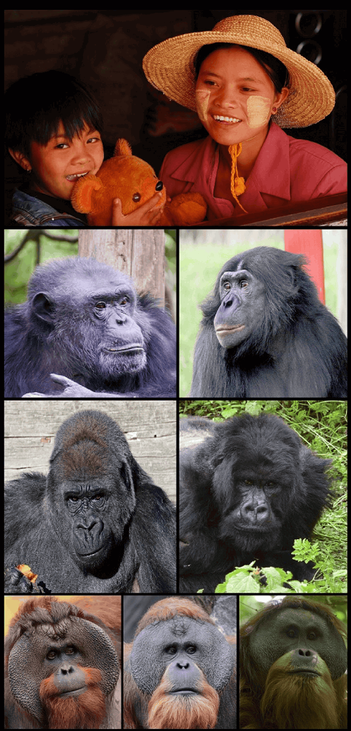 семейство гоминид включает людей и больших человекообразных обезьян