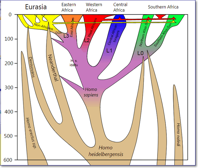 Simplified phylogeny of the species Homo sapiens (modern humans) for the last 600,000 years