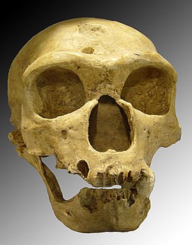 Homo neanderthalensis
