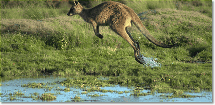 A jumping kangaroo