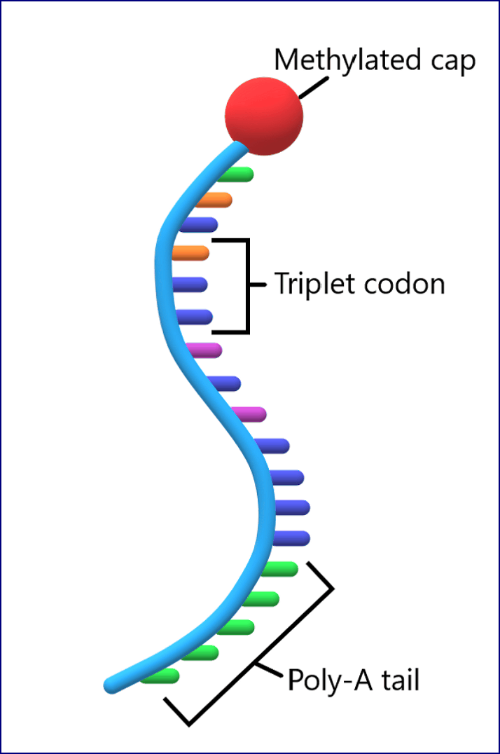 Рибонуклеиновая кислота (матричная) РНК