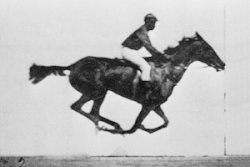 An example of terrestrial locomotion - a horse with a galloping gait