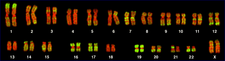 Микроскопическое изображение 46 хромосом