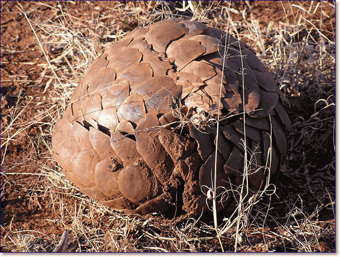 The pangolin Manis temminckii in defensive position