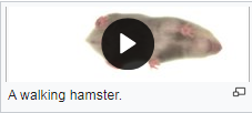 A walking hamster