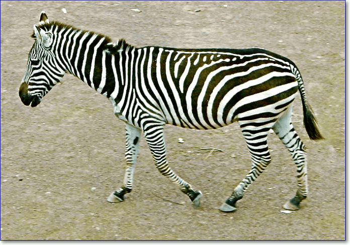 The zebra is a quadruped