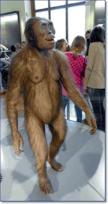 Model of a female Australopithecus afarensis