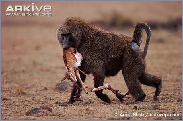 бабуин поймал детеныша антилопы импалы
