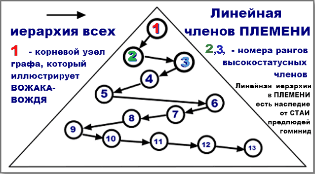 Граф линейной иерархии с номерами ранга членов