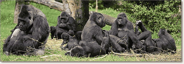 гориллы семья
