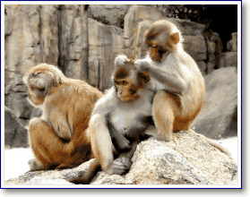 груминг у обезьян
