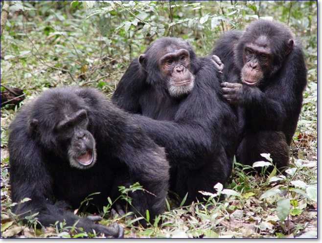 груминг у шимпанзе