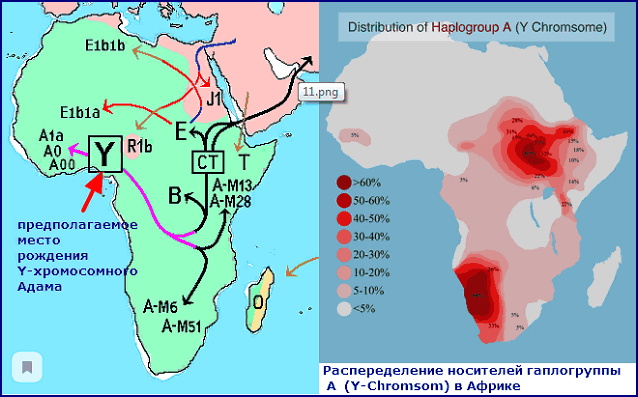 место рождения Y-хромосомного Адама и современное распространение <b>гаплогруппы A</b> в Африке