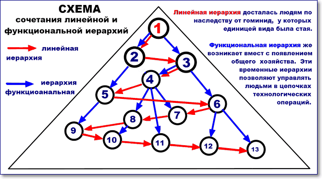 линейная и функциональная иерархия