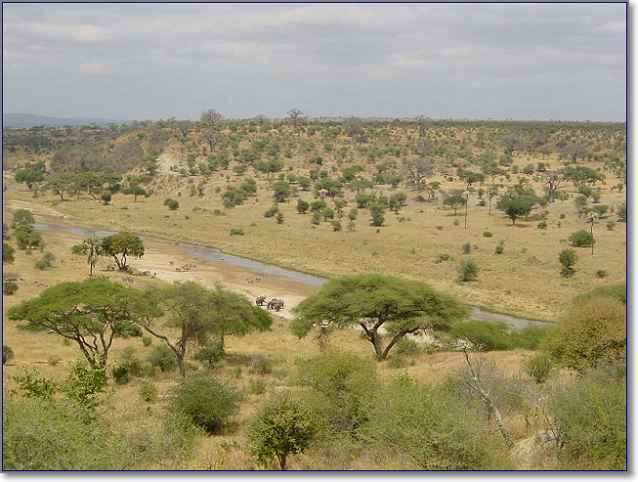 Саванны в Африке изображение из Википедии