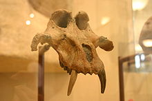 Skull of theropithecus-brumpti