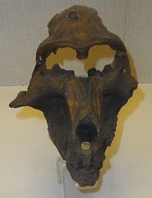 Skull of theropithecus- brumpti