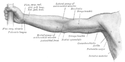 Front of right upper extremity