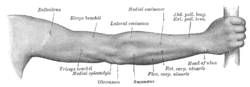Back of right upper extremity