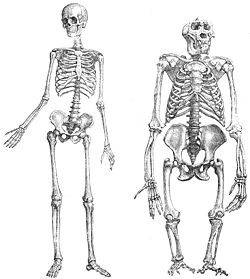 отличия скелета человека от скелета человекообразных обезьян