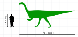 Сравнение размеров платеозавра и человека