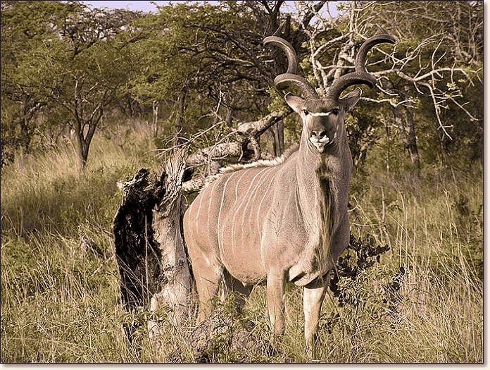 Самец антилопы куду
