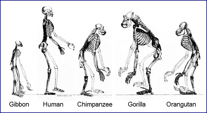 Строение скелетов доказывают факт, что гуманоиды являются потомками общего предка
