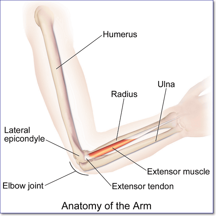 Gross anatomy of the upper arm and elbow