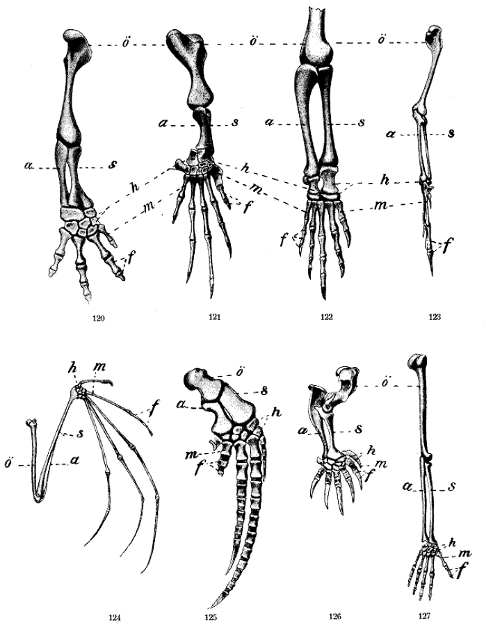 Upper / front limbs