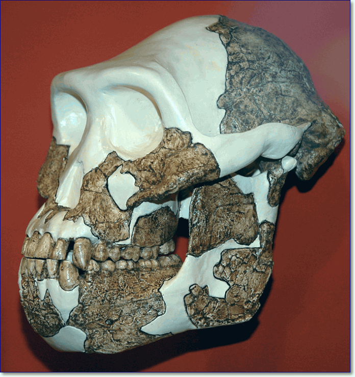 Australopithecus anamensis - fossil hominid from the Pliocene of eastern Africa