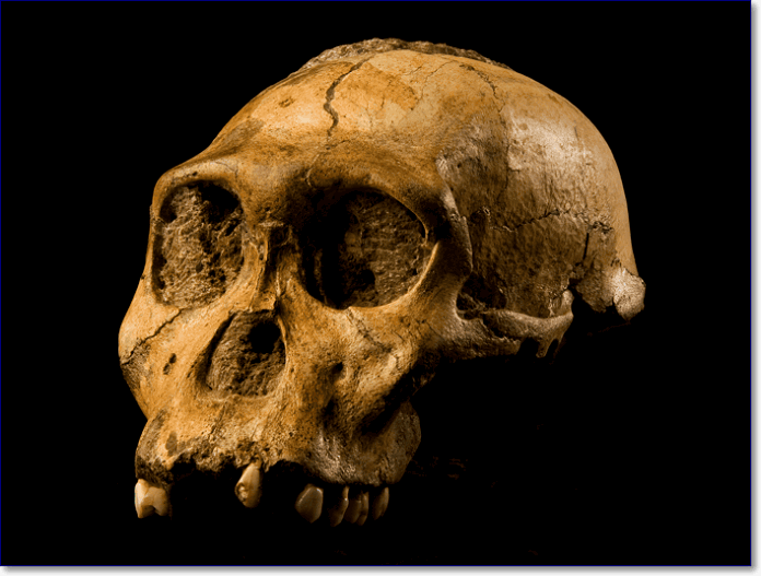 The fossil for Australopithecus sediba