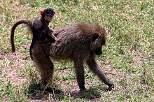 Молодой оливковый бабуин на спине своей матери