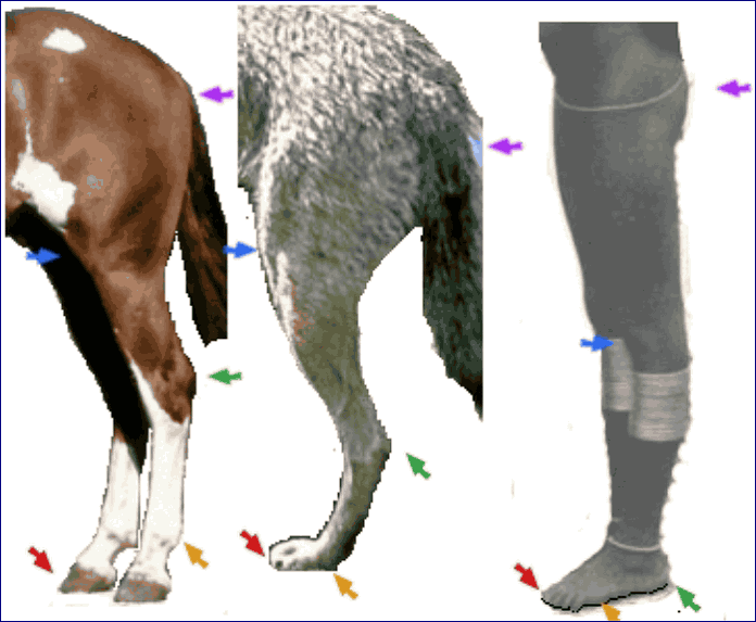 сравнение ног животных и человека