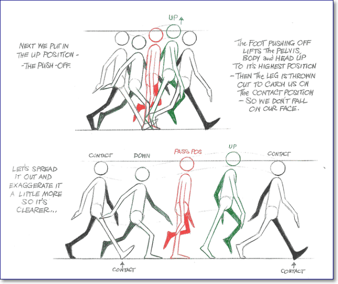 Биомеханическая структура ходьбы