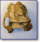Fragmentary skull Cranial Dinopithecus ingens