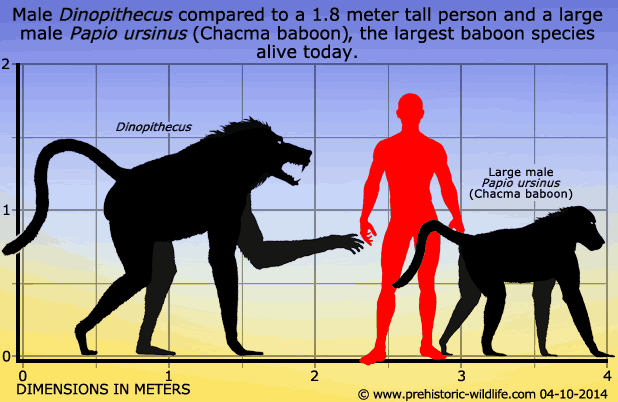 размеры древних павианов и людей