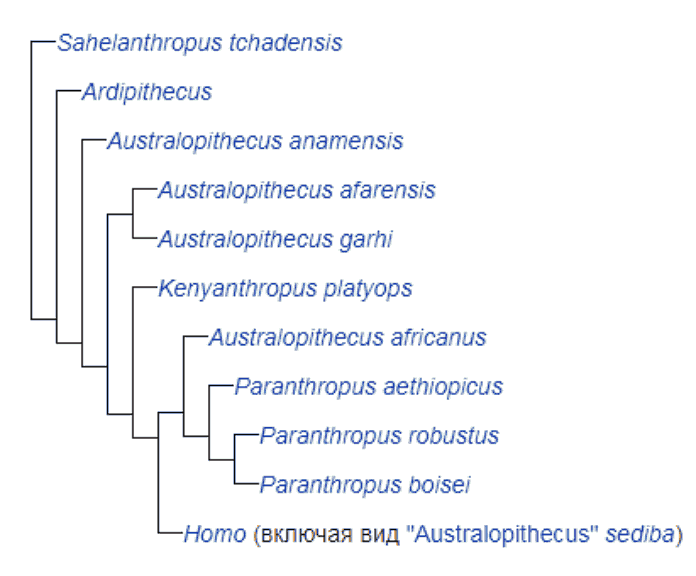 Эволюционное дерево австралопитековых