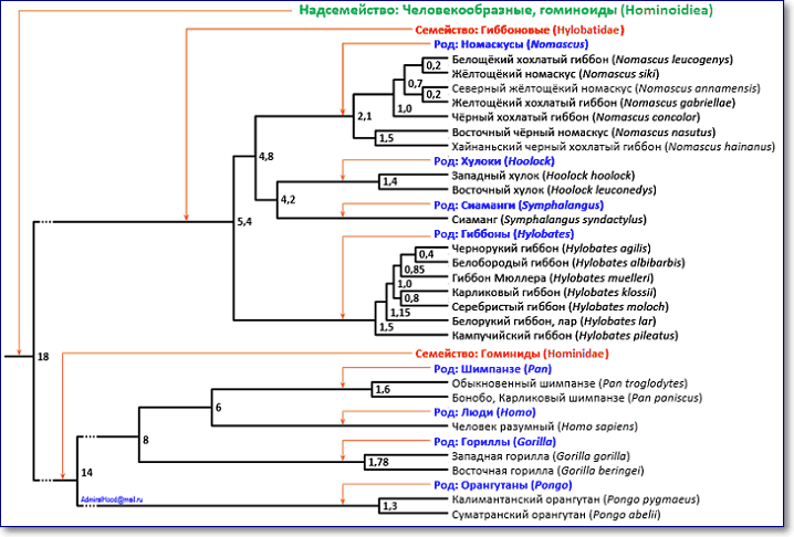 Филогенетическое дерево современных человекообразных обезьян